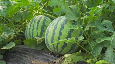 洛桑土旦吃瓜视频大全,笑料横生的欢乐时光