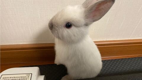 兔子吃贝贝瓜吗会死吗视频