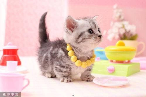 猫咪可以吃小乳瓜吗视频,小乳瓜的适宜性探讨