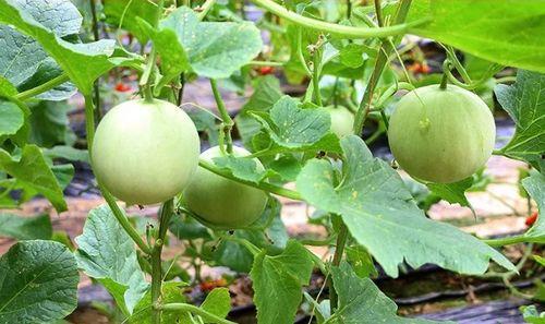 陕西农民吃瓜视频,共享丰收喜悦