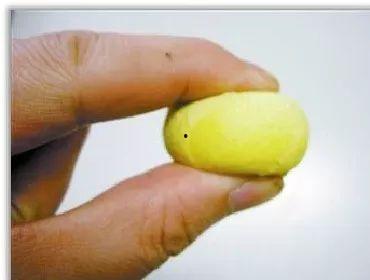 小蛋妈吃瓜视频,揭秘娱乐圈幕后故事