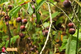 一个人吃八月瓜好吗视频,揭秘吃八月瓜的奇妙滋味