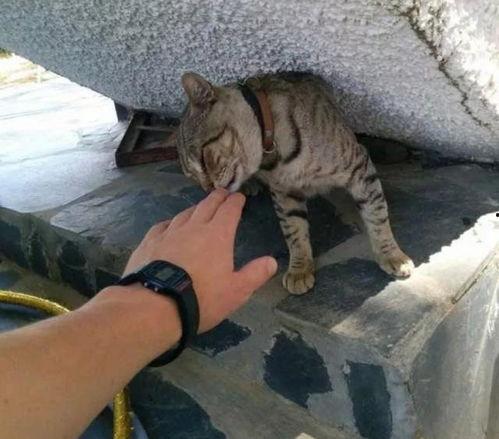 流浪猫吃瓜嘎蛋视频,萌态可掬吃相引网友热议