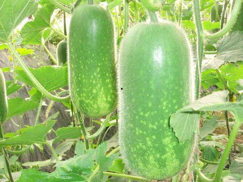 八卦吃瓜素材高清视频大全,高清八卦素材视频大全