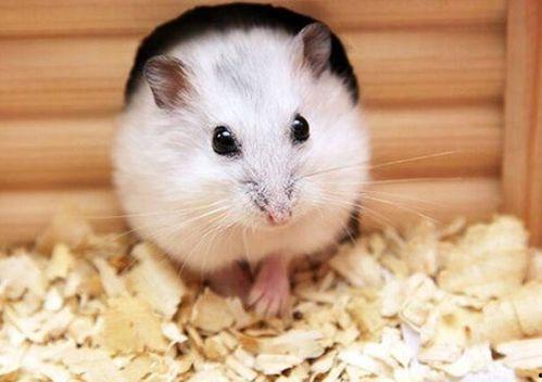 仓鼠可以吃线瓜吗视频大全,仓鼠美食之旅,揭秘线瓜的诱惑