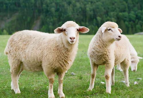 羊吃小白瓜吗会死吗视频,揭秘生死之谜