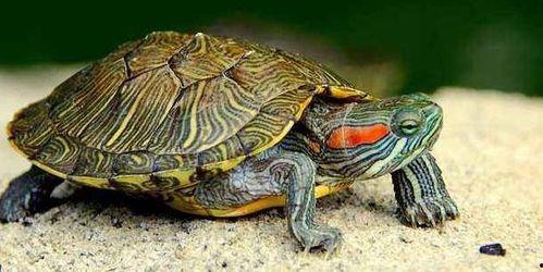 吃两瓜的乌龟有毒吗视频,吃两瓜的乌龟是否携带毒素