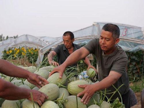 湖北一家吃瓜事件视频最新,真相揭秘与网络围观现象剖析