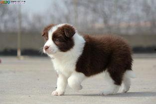 边牧可以吃生瓜吗视频,安全与营养的平衡