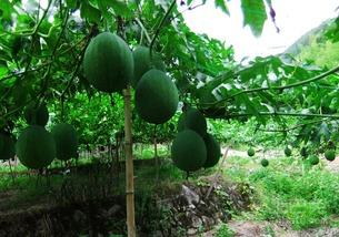 吊瓜是咋吃的视频讲解一下,视频详解吊瓜烹饪技巧