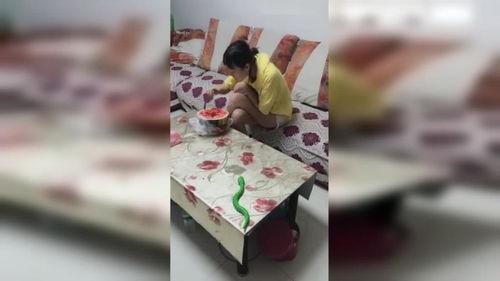 女子吃瓜看蛇视频在线观看,惊险瞬间引网友热议